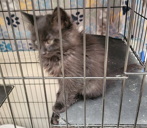 TAILS, an adoptable Domestic Short Hair in Anchorage, AK