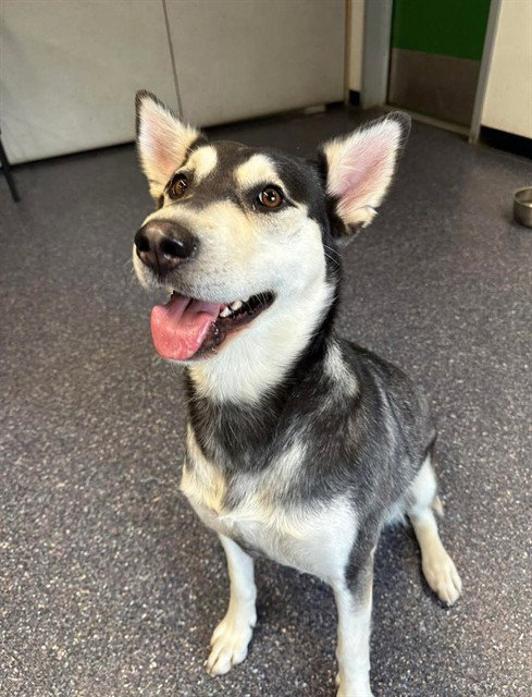 FAITH - Siberian Husky available for adoption