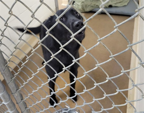 ANNIE, an adoptable Husky in Anchorage, AK