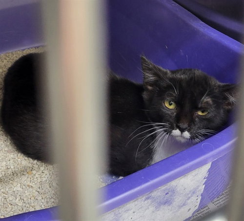 OREO, an adoptable Domestic Short Hair in Anchorage, AK