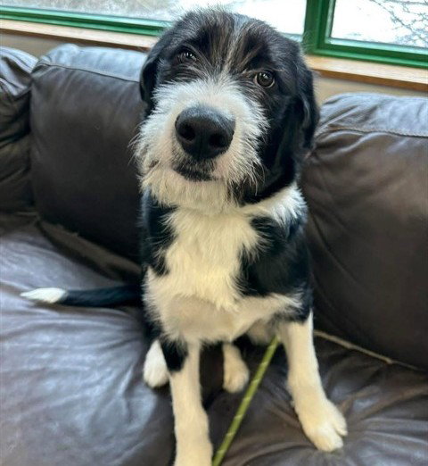 WILDER, an adoptable Terrier in Anchorage, AK