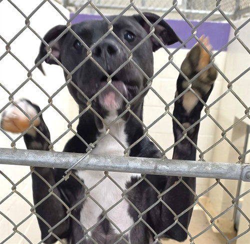 MARGOT, an adoptable Pit Bull Terrier in Anchorage, AK