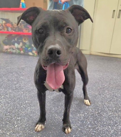 MARGOT, an adoptable Pit Bull Terrier in Anchorage, AK