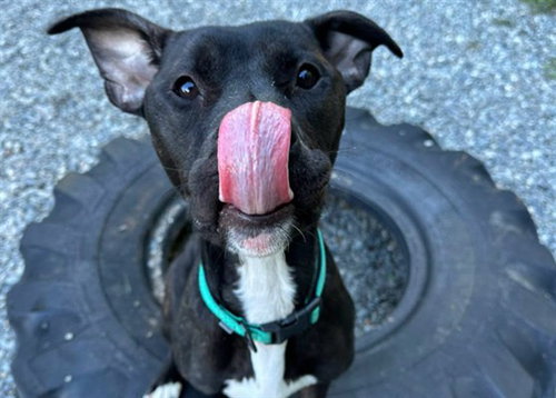 MARGOT - Pit Bull Terrier available for adoption