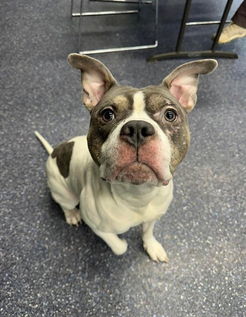 MOBBY, an adoptable Pit Bull Terrier in Anchorage, AK