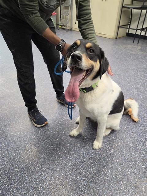 PONGO, an adoptable Husky in Anchorage, AK