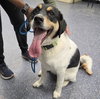 PONGO - Photo 1