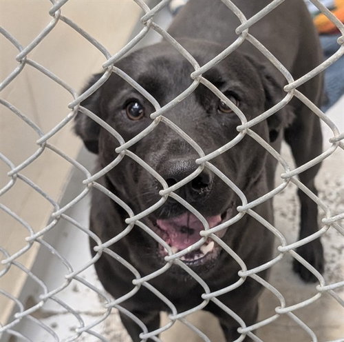 BELSNICKLE, an adoptable Labrador Retriever in Anchorage, AK