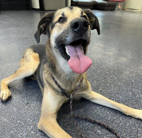 TIM, an adoptable German Shepherd Dog in Anchorage, AK