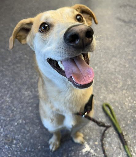 SIMON, an adoptable Husky in Anchorage, AK