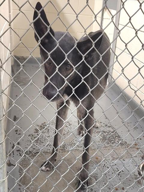 WORTHY, an adoptable German Shepherd Dog in Anchorage, AK