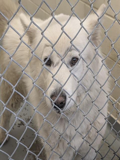 INDIGO, an adoptable Alaskan Malamute in Anchorage, AK