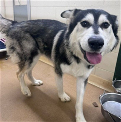 RAIDER, an adoptable Alaskan Malamute in Anchorage, AK