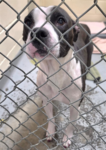 MAYBELLE, an adoptable Pit Bull Terrier in Anchorage, AK