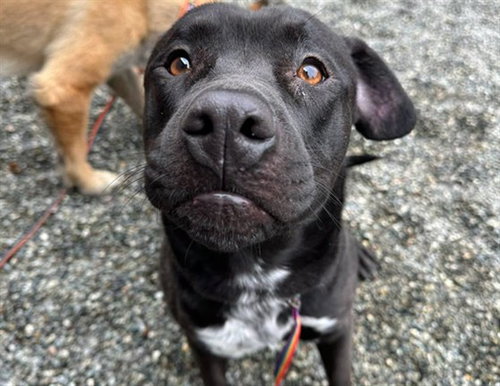 LEO - Pit Bull Terrier for adoption in Anchorage