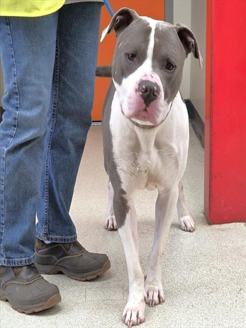 CHARLIE, an adoptable Pit Bull Terrier in Anchorage, AK