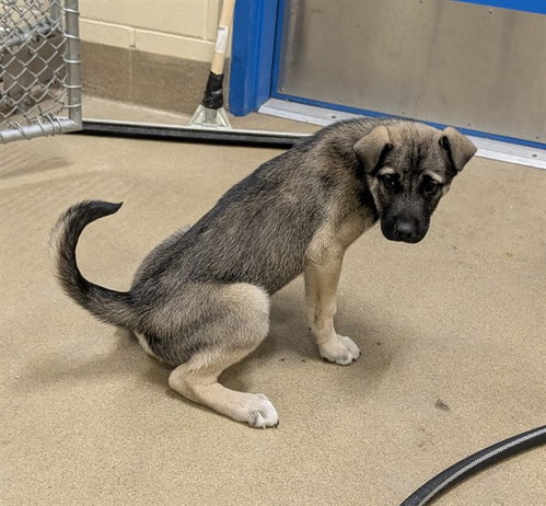 ROSIE, an adoptable German Shepherd Dog in Anchorage, AK