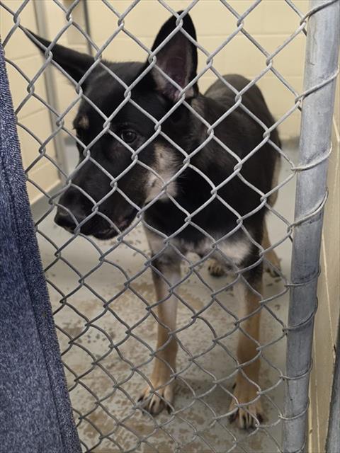 XENA, an adoptable German Shepherd Dog in Anchorage, AK