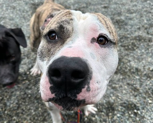 BISCUIT, an adoptable Pit Bull Terrier in Anchorage, AK