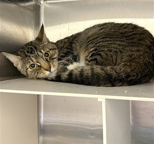 SELMA - Domestic Medium Hair for adoption in Anchorage
