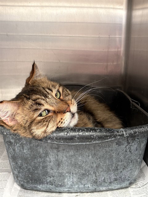 TYE - Domestic Medium Hair for adoption in Anchorage