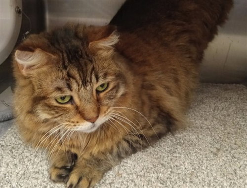 TYE - Domestic Medium Hair available for adoption
