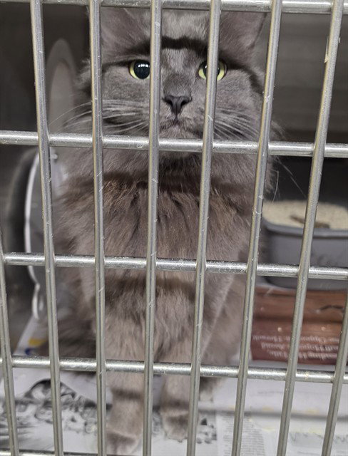 SOLAR, an adoptable Domestic Long Hair in Anchorage, AK