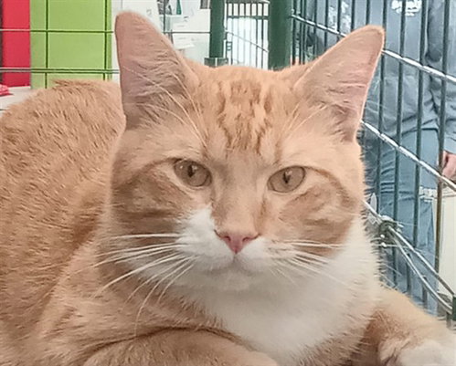 BOB, an adoptable Domestic Short Hair in Anchorage, AK