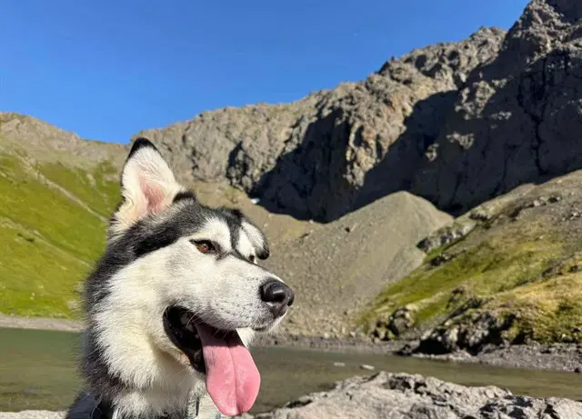 Raider - Alaskan Malamute