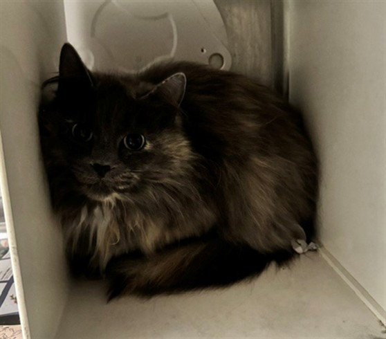 GINA Image