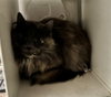 GINA - Photo 1
