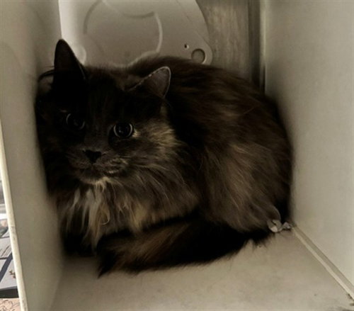 GINA - Domestic Long Hair for adoption in Anchorage