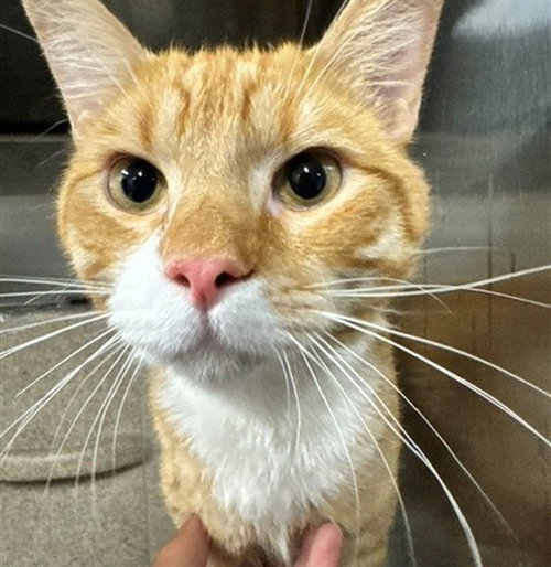 O' MALLEY - Domestic Short Hair for adoption in Anchorage