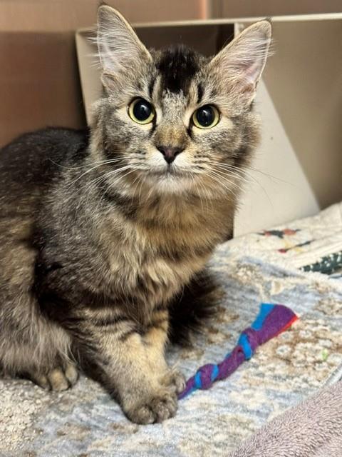 BRIDGE, an adoptable Domestic Long Hair in Anchorage, AK