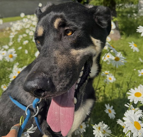 HUNTER, an adoptable German Shepherd Dog in Anchorage, AK