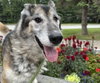 LOBO - Photo 1