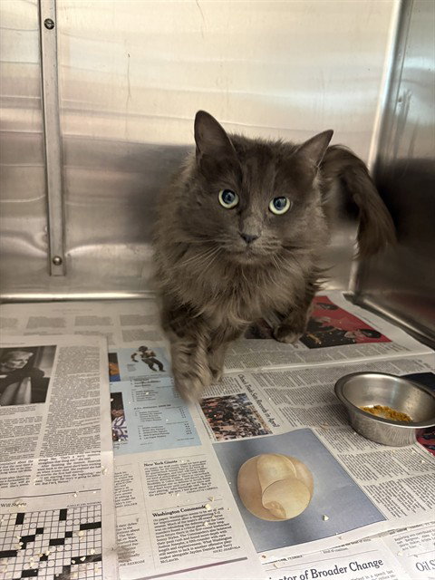 GEMMA - Domestic Long Hair for adoption in Anchorage