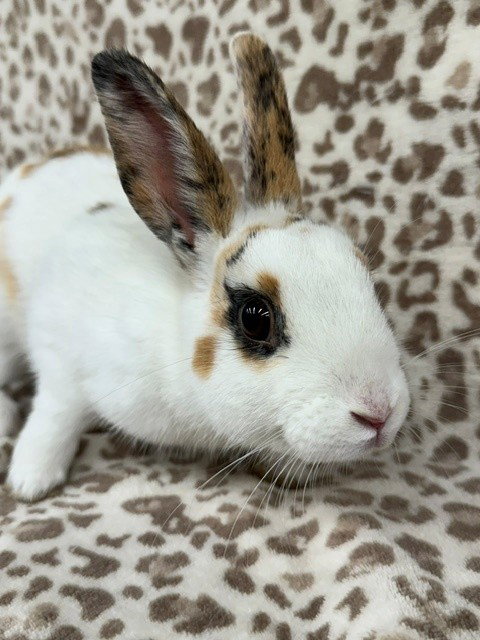 BENJAMIN - Shorthaired Rabbit available for adoption
