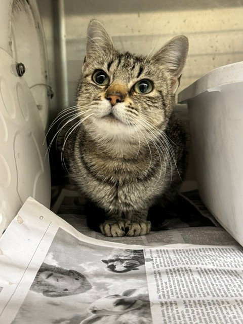 DAHLIA, an adoptable Domestic Short Hair in Anchorage, AK