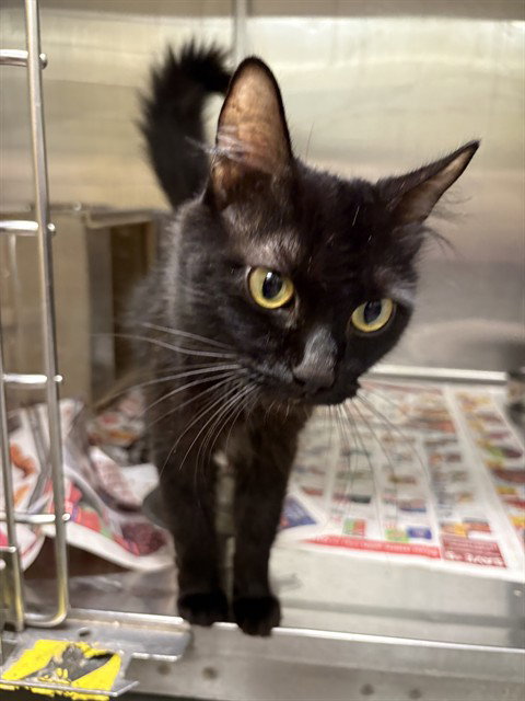 LUPINE - Domestic Medium Hair for adoption in Anchorage