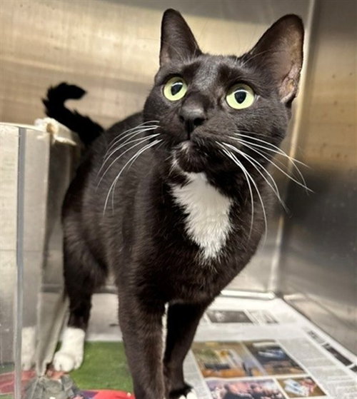 PETUNIA - Domestic Short Hair for adoption in Anchorage