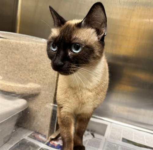 POPPY - Domestic Short Hair for adoption in Anchorage