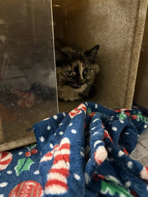LILY - Domestic Medium Hair for adoption in Anchorage