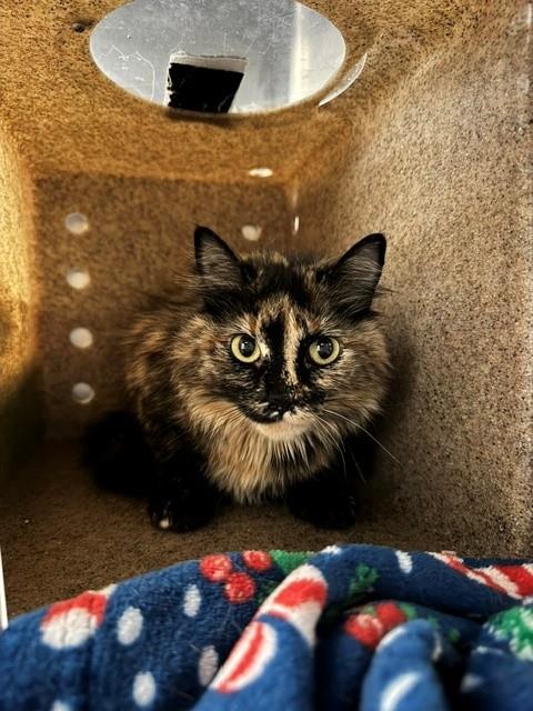 LILY - Domestic Medium Hair for adoption in Anchorage