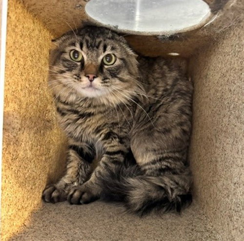 DUOLOGY - Domestic Long Hair for adoption in Anchorage