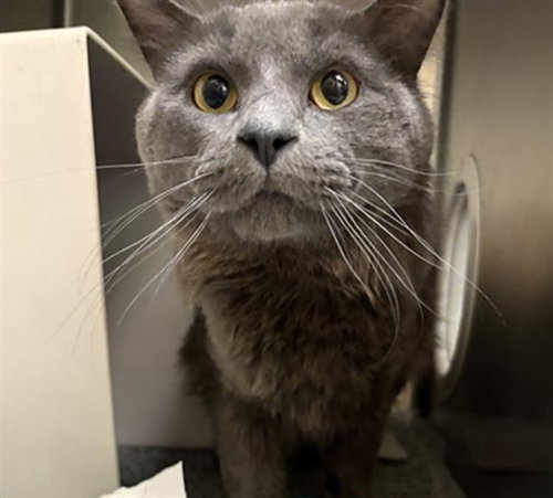 FERN - Domestic Long Hair available for adoption
