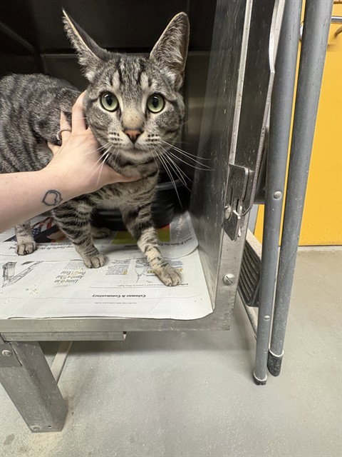 XAVIER, an adoptable Domestic Short Hair in Anchorage, AK