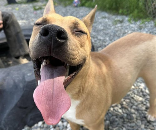 MANDI, an adoptable Pit Bull Terrier in Anchorage, AK