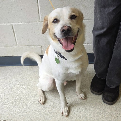 HAMILTON, an adoptable Husky in Anchorage, AK