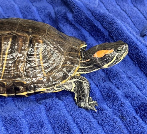 Shellton John
